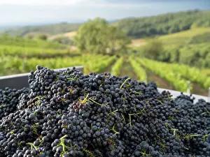 Hectares: Grape harvest, Chateau de Javernand, Chiroubles, Beaujolais