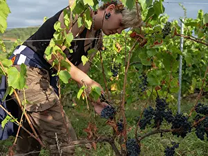 Hectares: Grape harvest, Chateau de Javernand, Chiroubles, Beaujolais