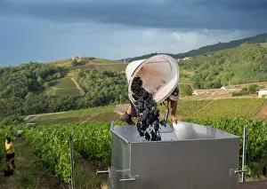 Hectares: Grape harvest, Chateau de Javernand, Chiroubles, Beaujolais