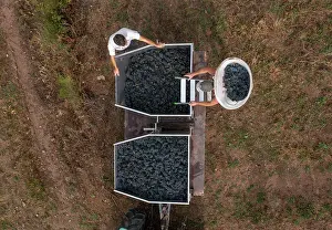 Picker: Grape harvest, Chateau de Javernand, Chiroubles, Beaujolais