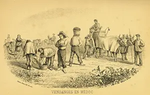 Medoc: THE GRAPE HARVEST, MEDOC
