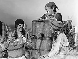Cheery: Grape harvest in Switzerland, 1930