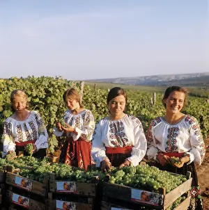 Moldavian: Grape harvesting, 1974