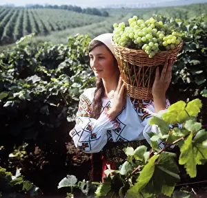 Moldova: Grape harvesting in Moldova, 1982