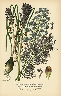Comosa: Grape hyacinth, Leopoldia comosa