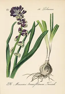 Muscari: Grape hyacinth, Leopoldia tenuiflora