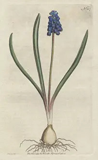 Muscari: Grape hyacinth, Muscari botryoides