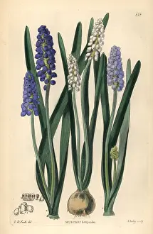Muscari: Grape hyacinth, Muscari botryoides