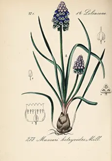 Muscari: Grape hyacinth, Muscari botryoides