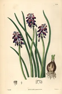 Muscari: Grape hyacinth, Muscari commutatum