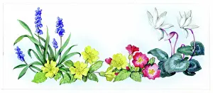 Cyclamen: Grape Hyacinths, primroses and cyclamen