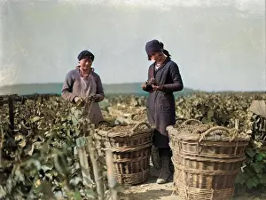 Incolourisedpic: GRAPE PICKERS 1930S