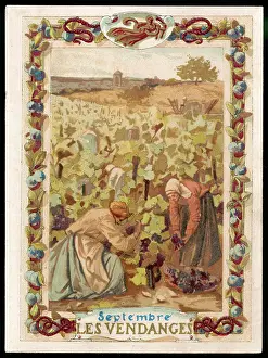 Pickers: GRAPE PICKERS