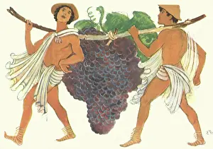 Conical: Grape Porters