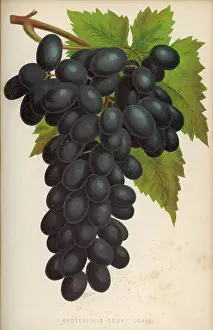 Madresfield: GRAPE/PRACTICAL GARDENER