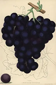 Vitis: Grape varieties: Mill Hill Hamburgh and Dutch