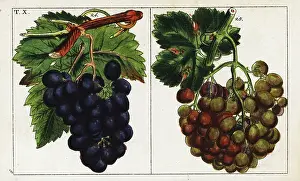 Gottlieb Tobias Wilhelm: Grape varieties, Vitis vinifera