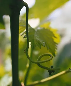 Nemec: Grape-vine