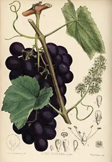Vitis: Grape vine, Vitis vinifera