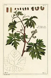 Vitis: Grape vine, Vitis vinifera