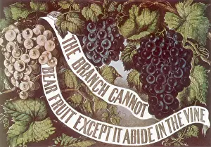 Vines: Grape Vines and Banner