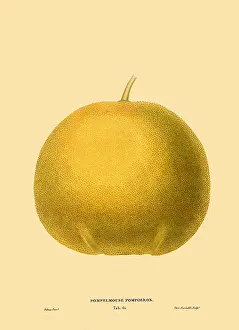 Citrus: Grapefruit, Citrus x paradisi
