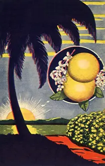 Grapefruit: Grapefruit and Island