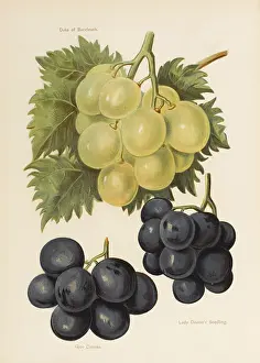 Downes: GRAPES