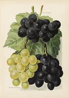 Buckland: GRAPES