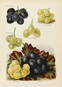 Pearson: GRAPES