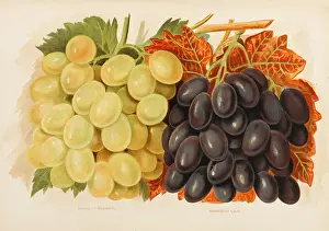 Muscat: GRAPES
