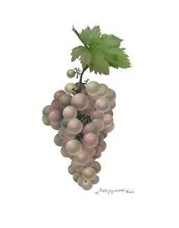 Makroushenka: Grapes