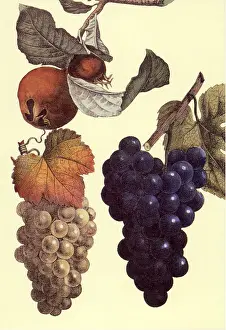 Bunches: Grapes