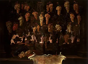 Bartolomeo: Grapes