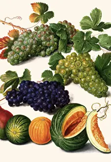 Melons: Grapes and Melons