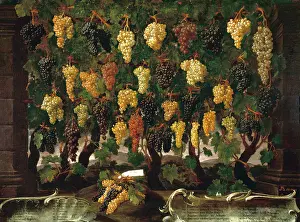 Morta: Grapes: painted by Bartolomeo Bimbi