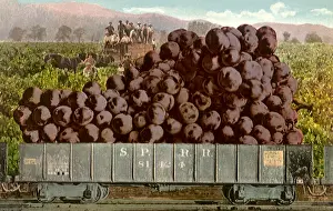Bunches: Grapes in Railroad Car