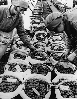 Grower: Grapes ready for the market