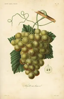 Potager: Grapes, Vitis vinifera