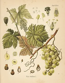 Vitis: Grapevine with grapes, Vitis vinifera