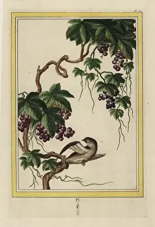 Vitis: Grapevine, Vitis vinifera