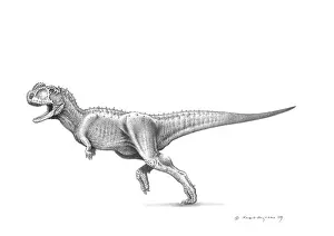 Primus: Graphite sketch of Rugops primus dinosaur