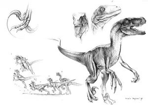 Claw: Graphite sketch of Velociraptor