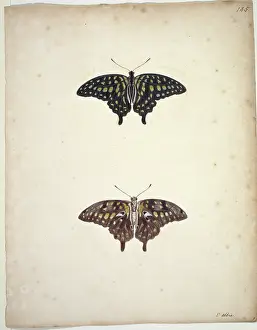 Albin: Graphium agamemnon, tailed jay