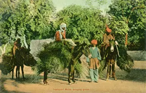 Fodder: Grass Cutters - Mules bringing in the fodder
