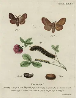 Sturm: Grass eggar, Lasiocampa trifolii