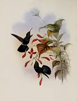 Carib: Grass-Green-Breasted Carib, Eulampis Chlorol...aemus