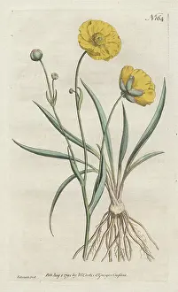 Crowfoot: Grass-leaved crowfoot or buttercup, Ranunculus gramineus