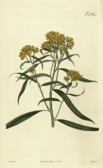 Weddell: Grass-leaved goldenrod, Euthamia graminifolia