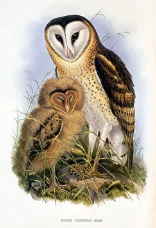 Capensis: Grass Owl (Tyto capensis longimembris)